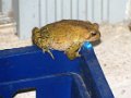 2010-06_04 Our Frog